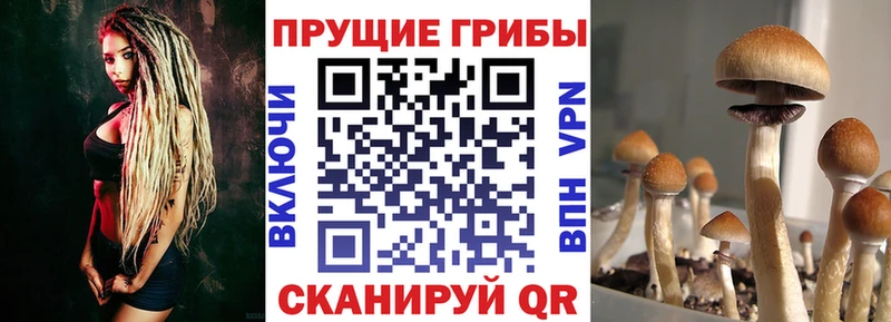 Купить где  Кандалакша  Псилоцибиновые грибы Psilocybe 